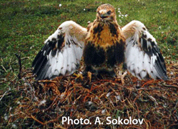 buzzard